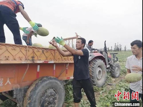 深圳助力喀什农副产品出疆 实现销售额1.8亿元